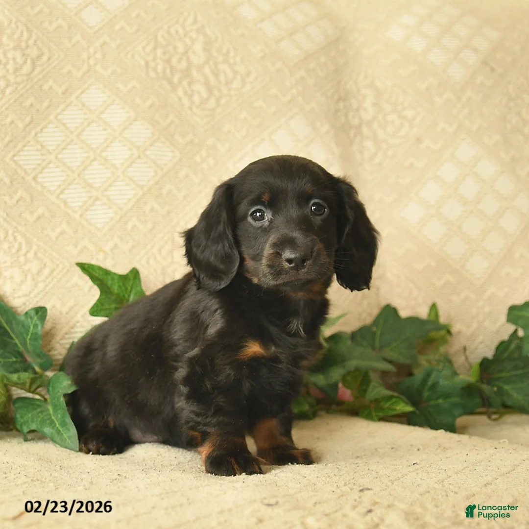 Miniature Dachshund dogs for sale: Moonlight  - Ad 2