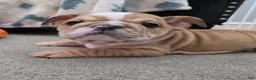 English Bulldog dogs for sale: Aegean  - Ad 5