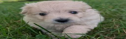 Pomapoo dogs for sale: Sunflower - Ad 4