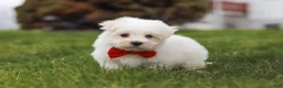 Maltese dogs for sale: Bodie - Ad 6