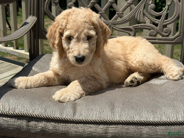 Goldendoodle dogs Levi - Ad 2