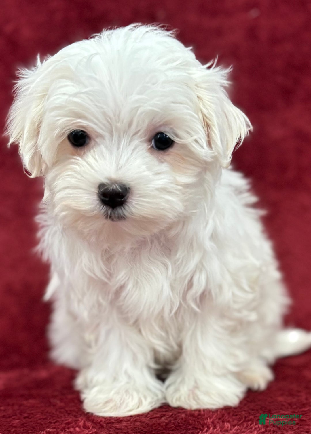 Maltese dogs for sale: Hope - Ad 1