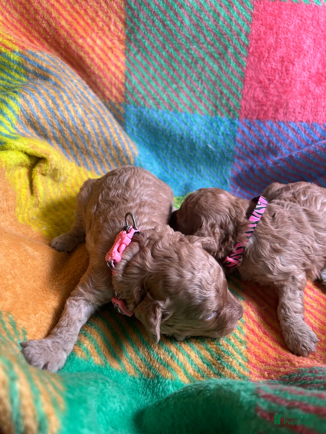 Cavapoo dogs for sale: Amber - Ad 2