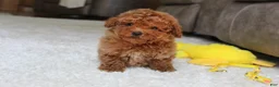 Toy Poodle dogs for sale: Tucker - Ad 4