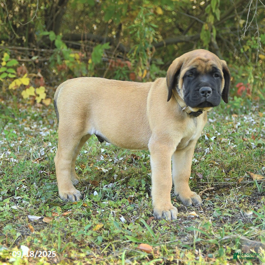 Apricot English Mastiff Puppies for sale Lancaster Puppies