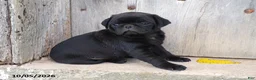 Pug dogs for sale: Davie - Ad 3