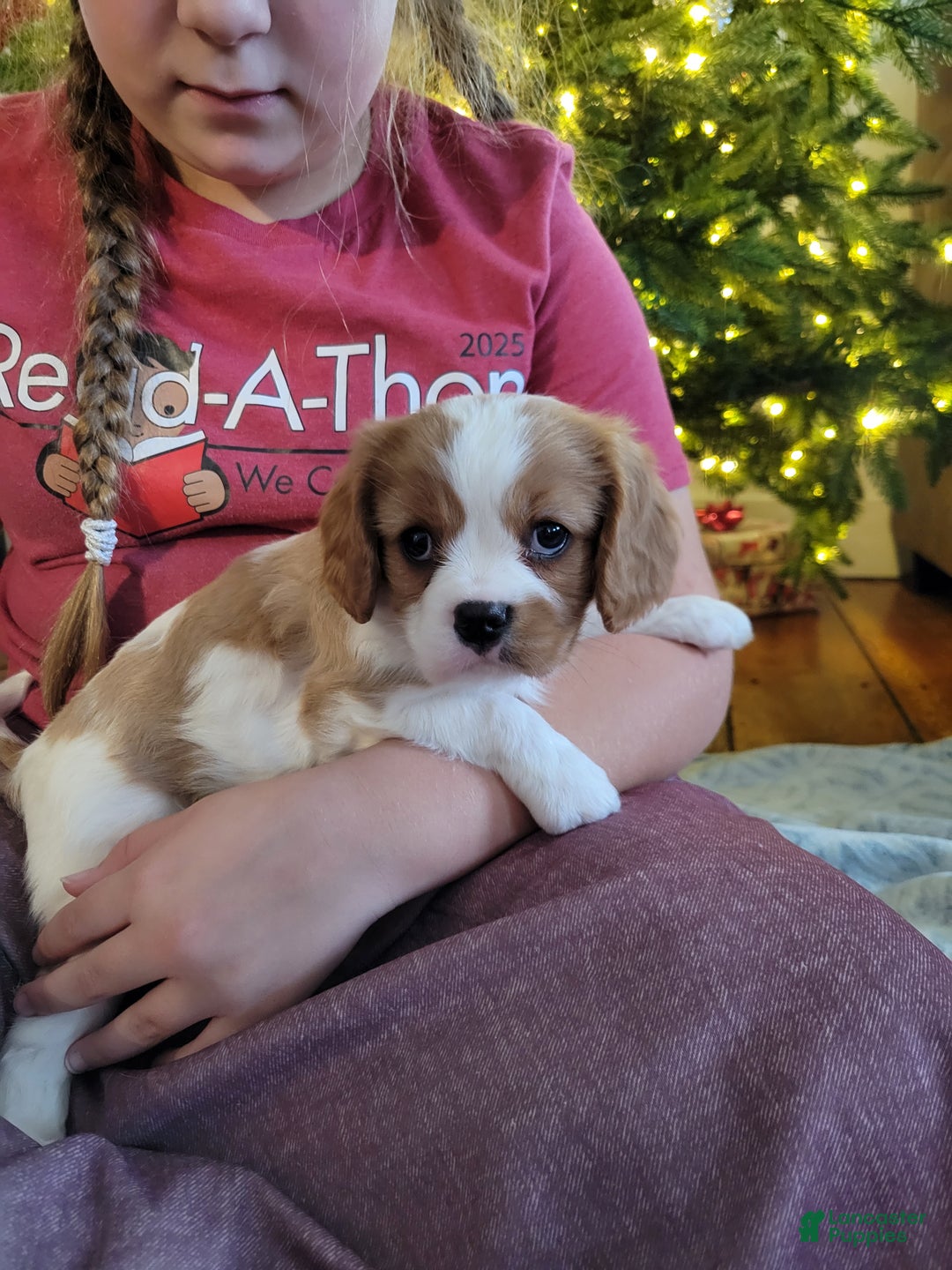 Cavalier King Charles Spaniel dogs for sale: Alex - Ad 5