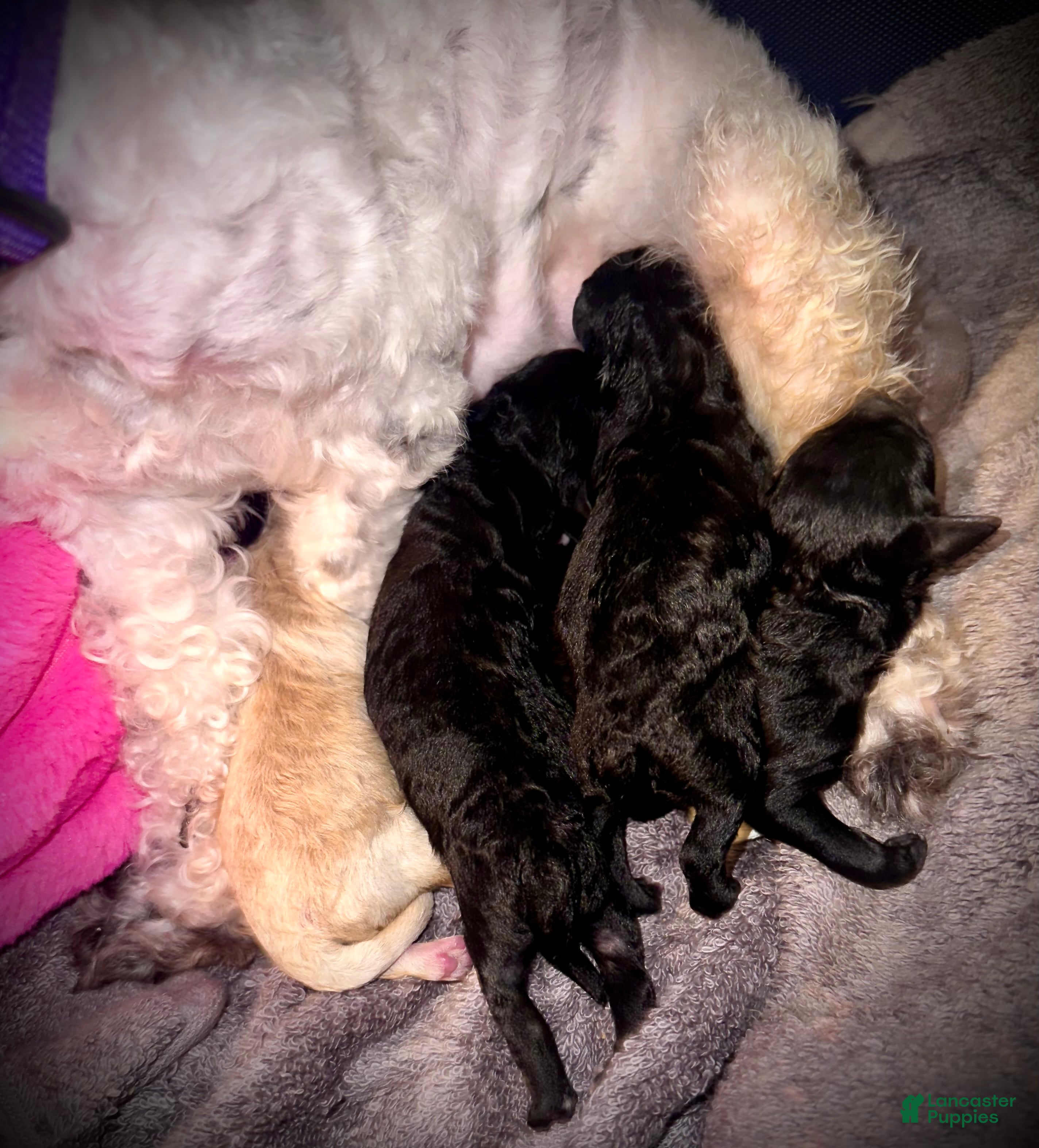 Toy Poodle dogs Toy Poodle 2 - Ad 17