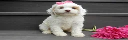 Cockapoo dogs for sale: Summer - Ad 5
