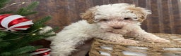 Miniature Poodle dogs for sale: Shenzie - Ad 4