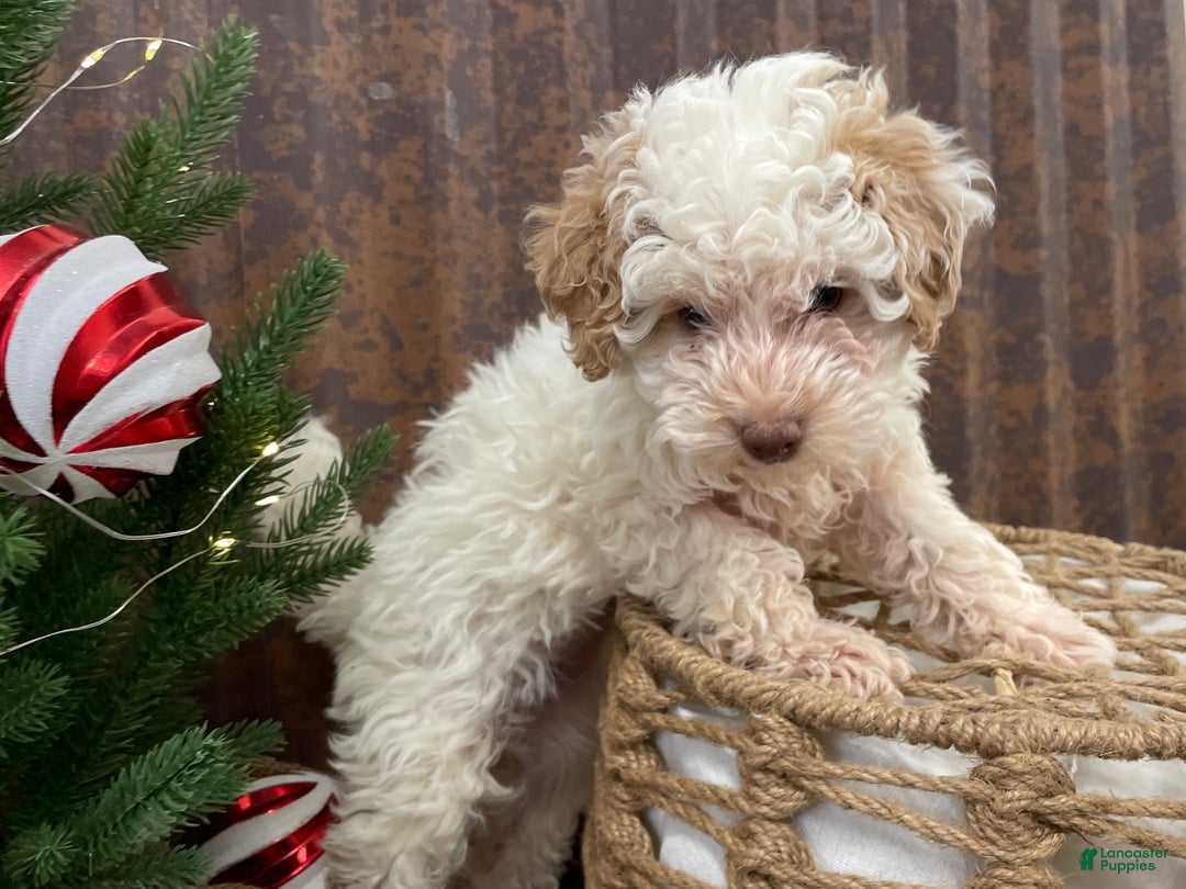 Miniature Poodle dogs for sale: Shenzie - Ad 4