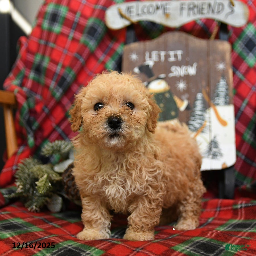 Bichpoo dogs Nash - Ad 38