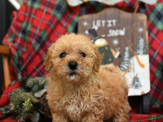 Bichpoo dogs Nash - Ad 39