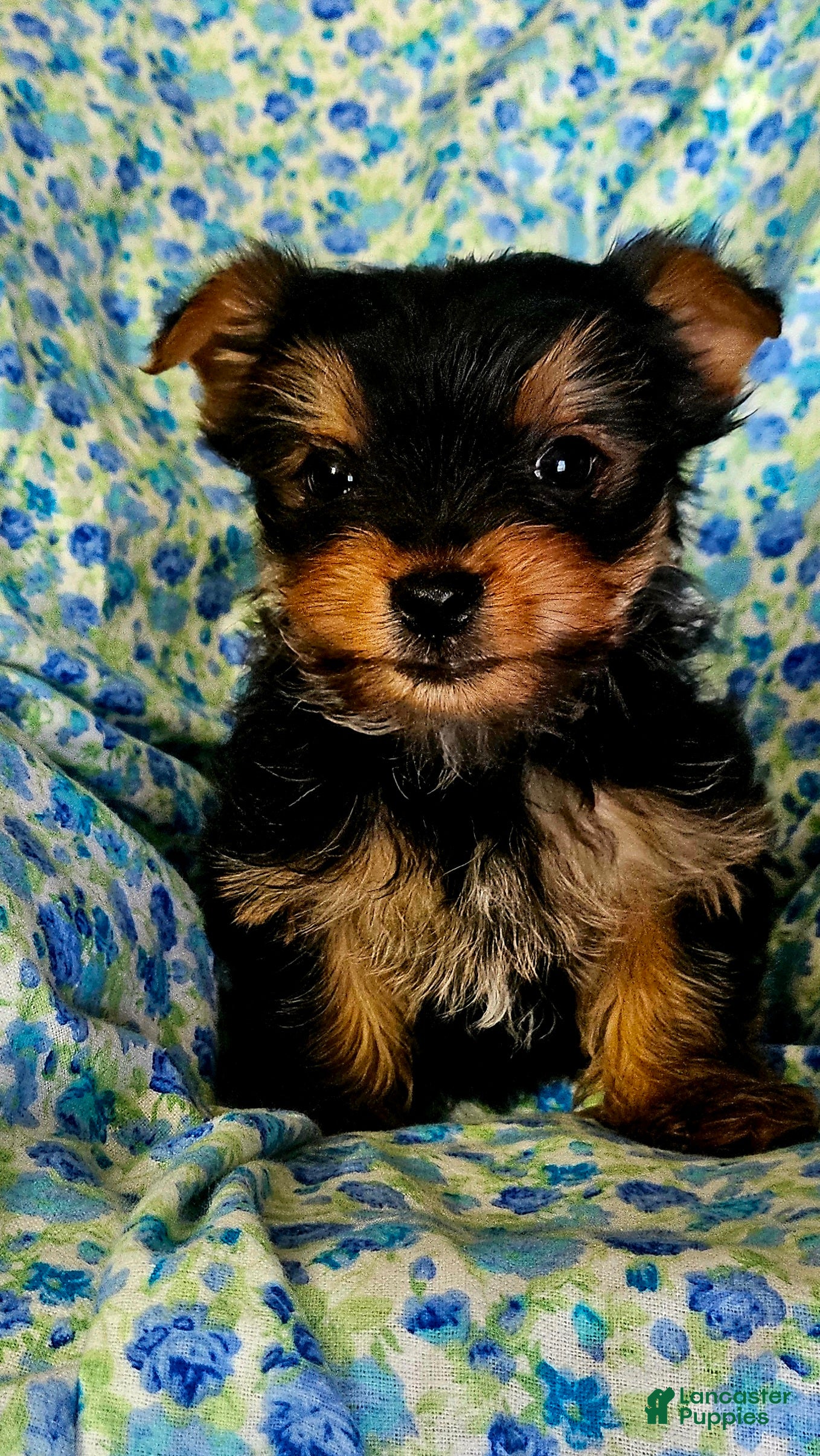 Yorkshire Terrier dogs Yorkshire Terrier Puppy 1 - Ad 1