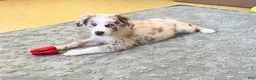 Australian Shepherd dogs for sale: Turbo  - Ad 8