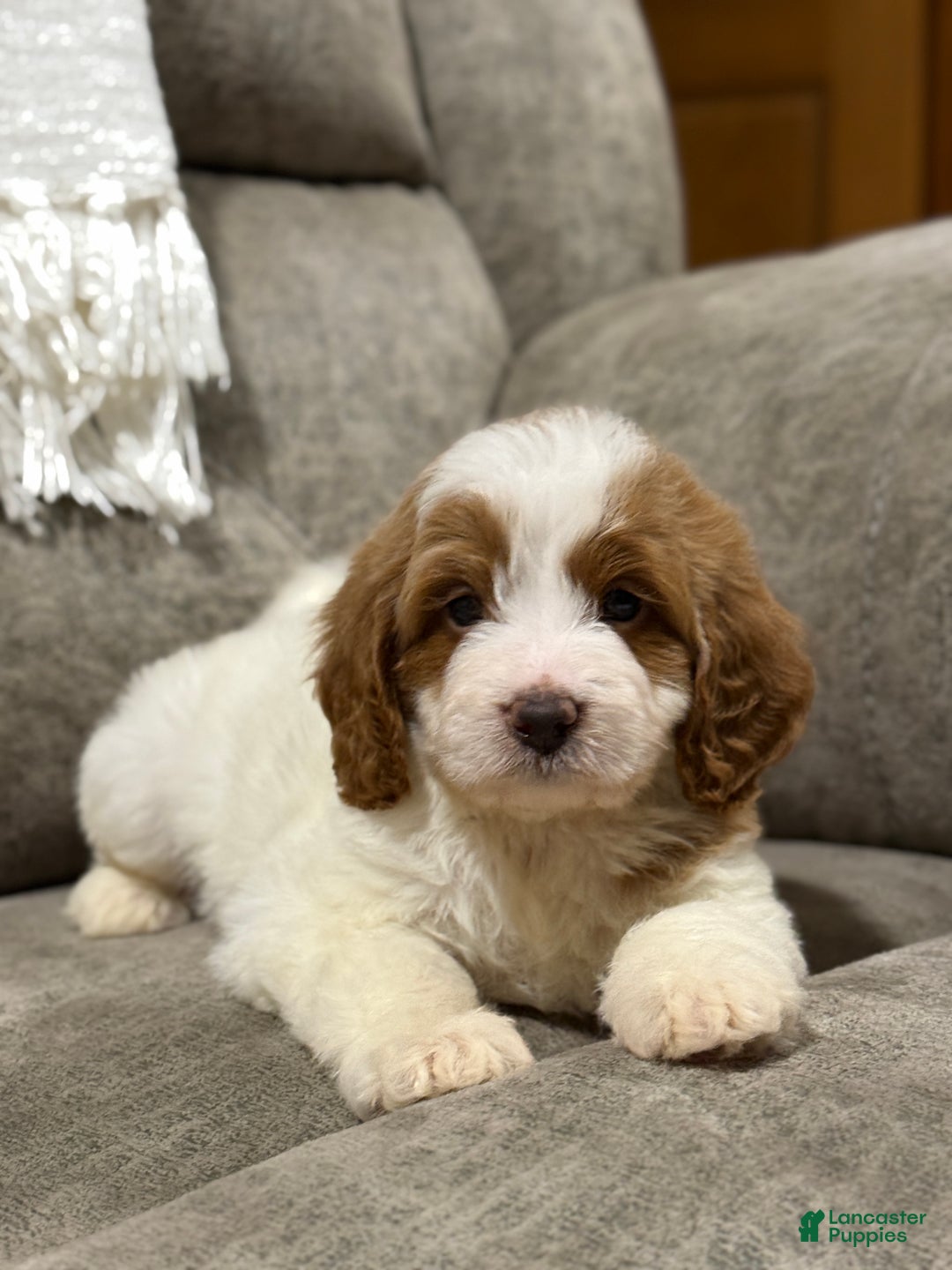Goldendoodle dogs for sale: Piper - Ad 4