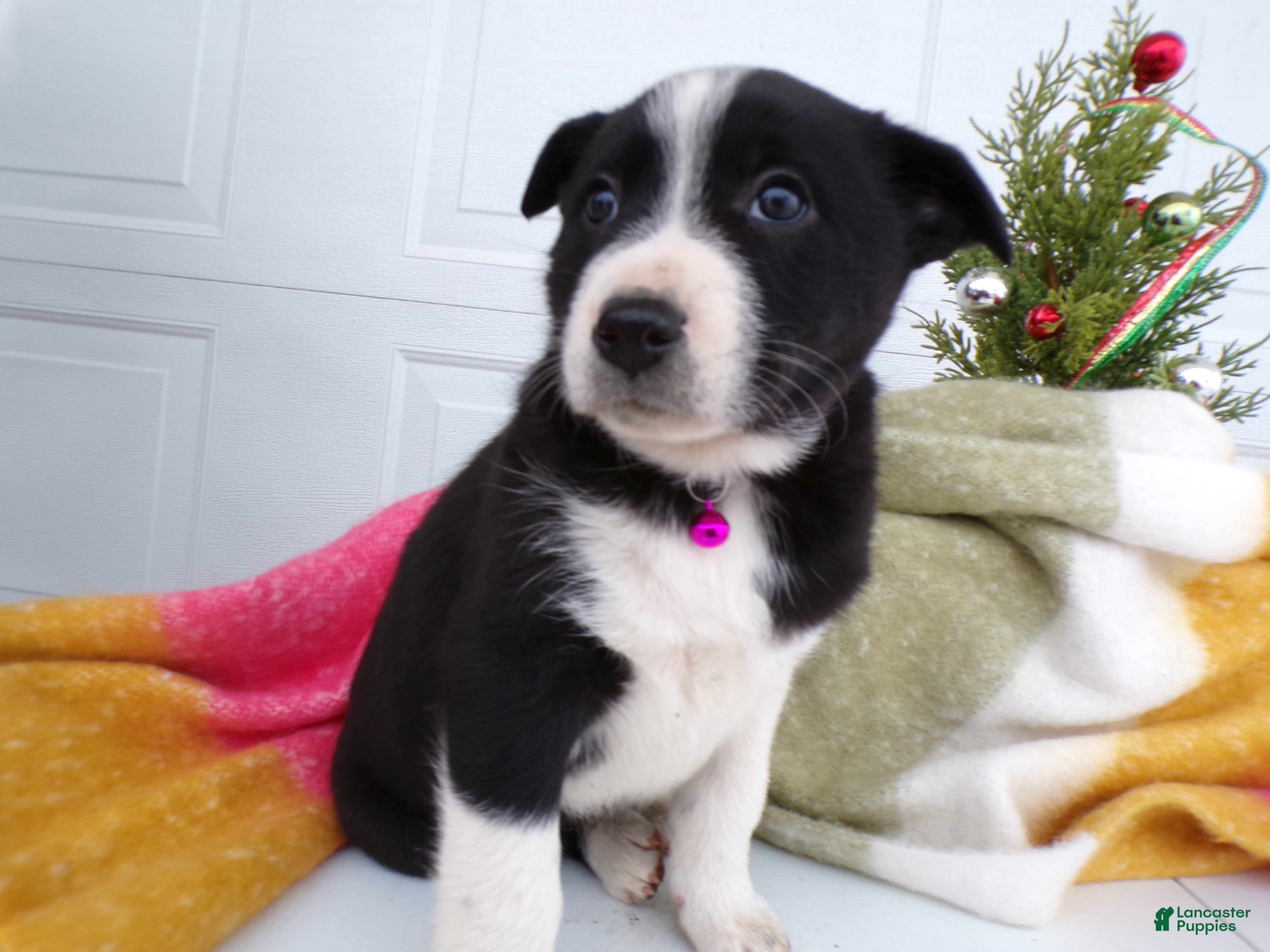 Border Collie dogs Border Collie Puppy 3 Dixie - Ad 39