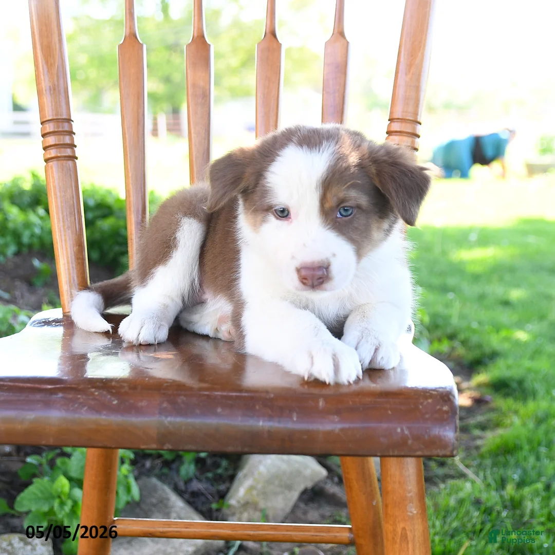 Border Collie dogs for sale: Leon - Ad 5