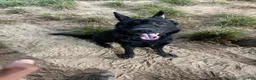 German Shepherd dogs for sale: German Shepherd 1 - Ad 6