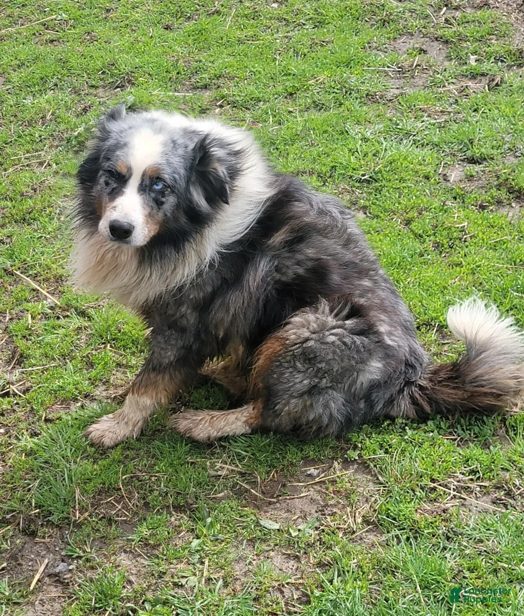 Australian Shepherd dogs for sale: Bobby - Ad 20