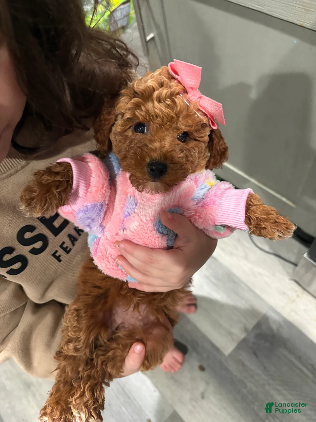 Toy Poodle dogs for sale: Roy - Ad 6