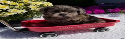 Pomapoo dogs for sale: Kyah - Ad 4