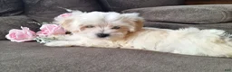 Maltese dogs for sale: Snowflake - Ad 1