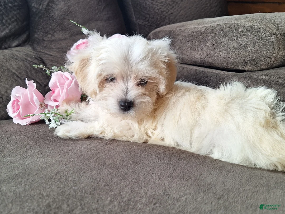 Maltese dogs for sale: Snowflake - Ad 1