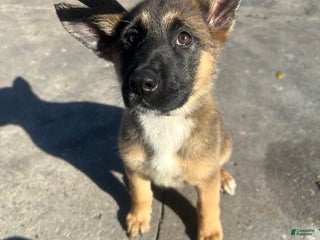 Mixed Breed dogs Eliza - Ad 30