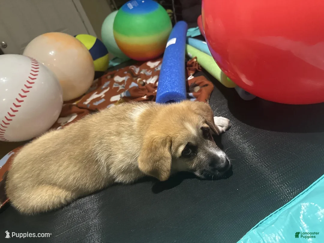 Mixed Breed dogs for sale: Bubbles - Ad 2