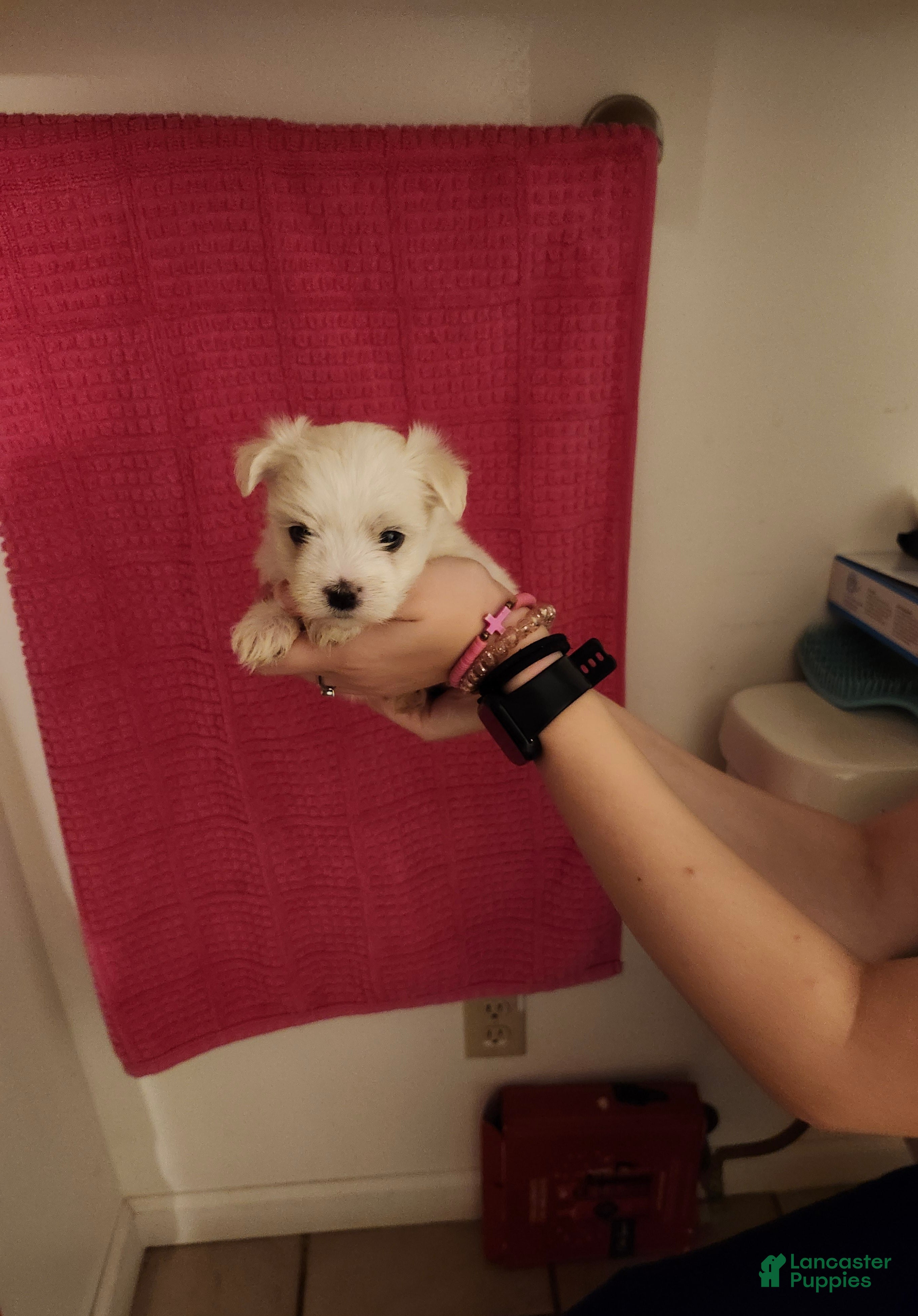 Maltese dogs for sale: Ki ki  - Ad 13