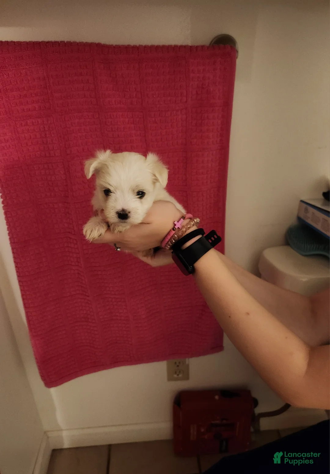 Maltese dogs for sale: Ki ki  - Ad 1