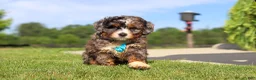 Mini Bernedoodle dogs for sale: Nacho - Ad 4
