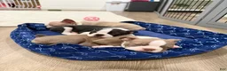 Boston Terrier dogs for sale: Tony Hawk  - Ad 5
