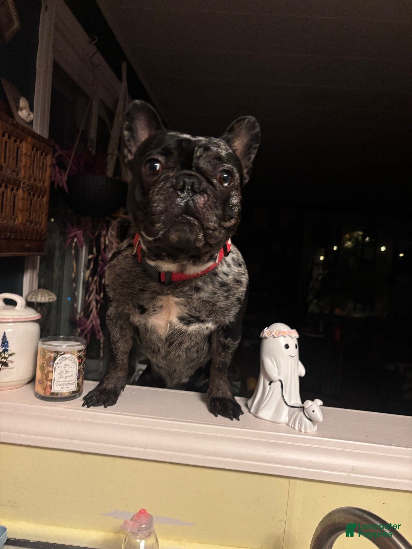 French Bulldog dogs for stud: Diesel - Ad 41