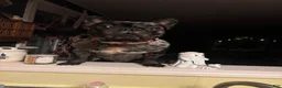 French Bulldog dogs for stud: Diesel - Ad 1