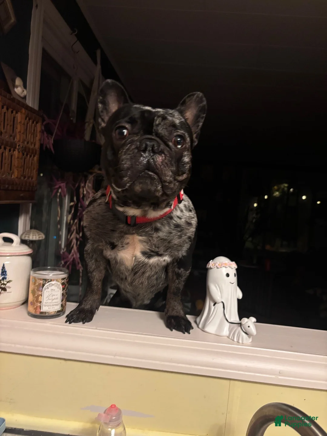 French Bulldog dogs for stud: Diesel - Ad 1