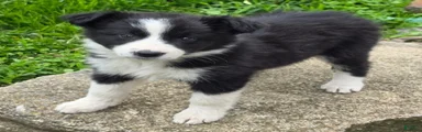 Chloe