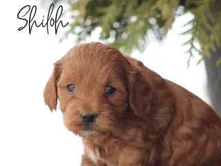 Goldendoodle dogs Shiloh - Ad 25