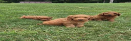 Mini Goldendoodle dogs for sale: Charlie  - Ad 6