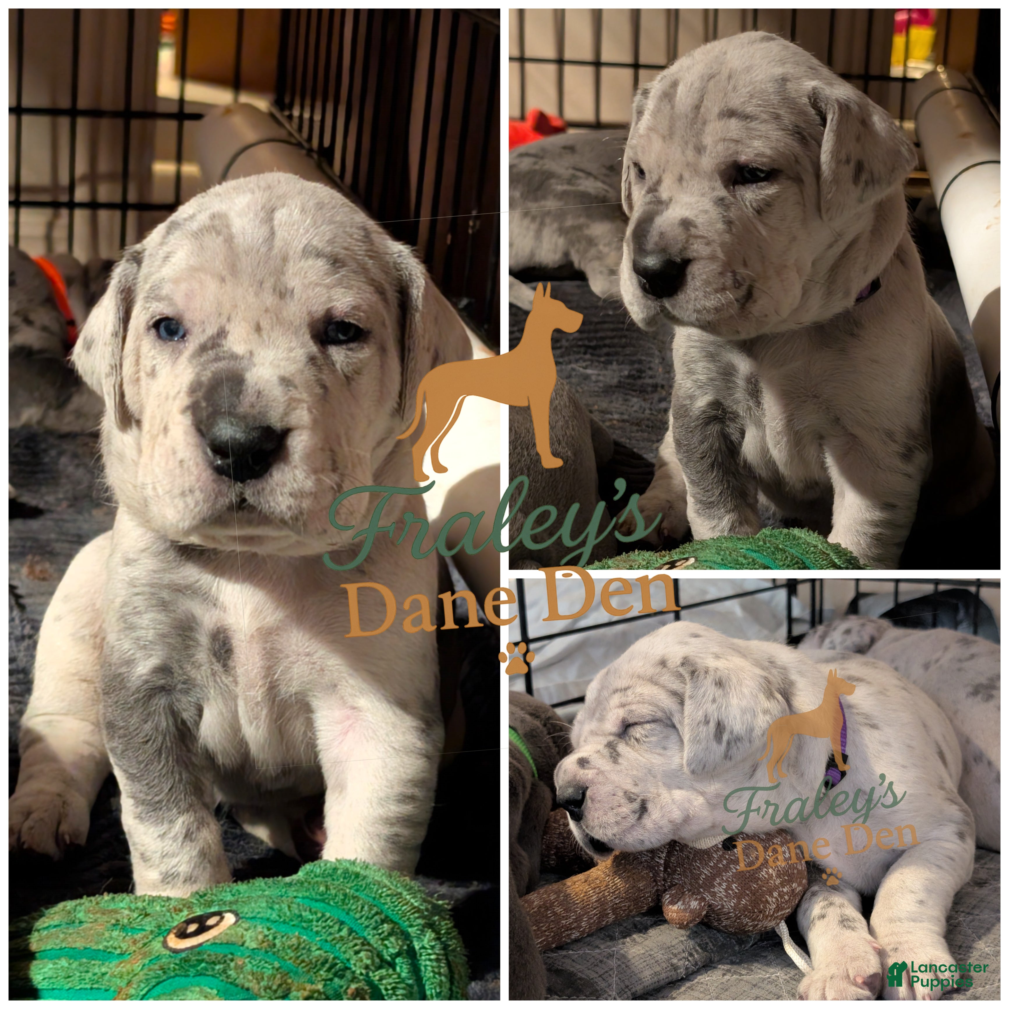 Great Dane dogs Great Dane Special - Ad 2