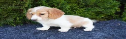 Miniature Dachshund dogs for sale: Brian - Ad 1