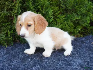 Miniature Dachshund dogs for sale: Brian - Ad 3