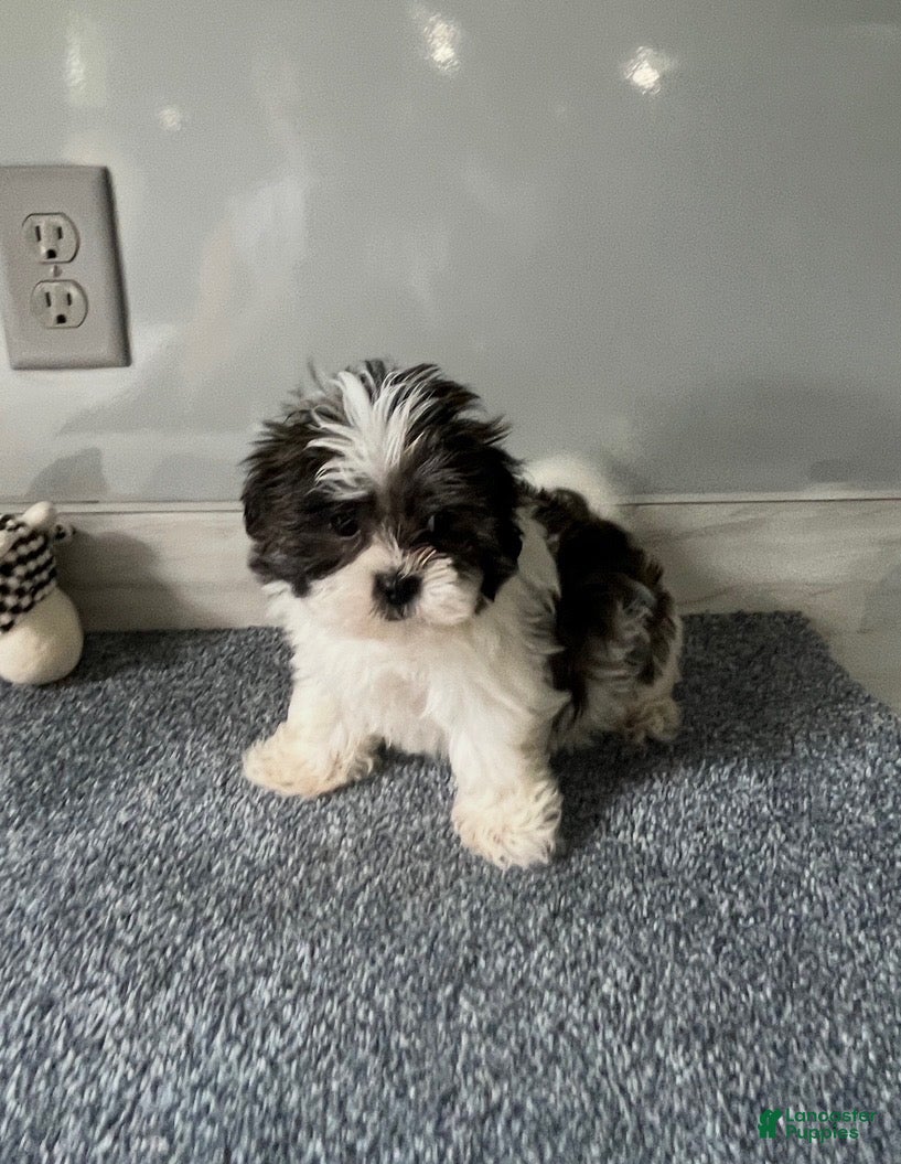 Malshi dogs Coco - Ad 1