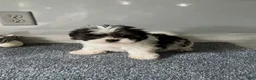 Malshi dogs for sale: Coco - Ad 1