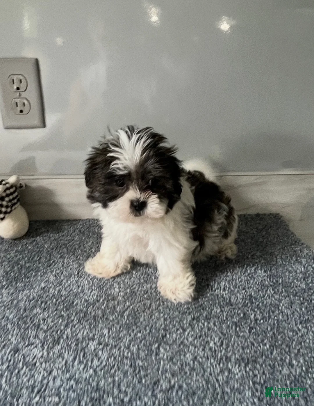 Malshi dogs for sale: Coco - Ad 1