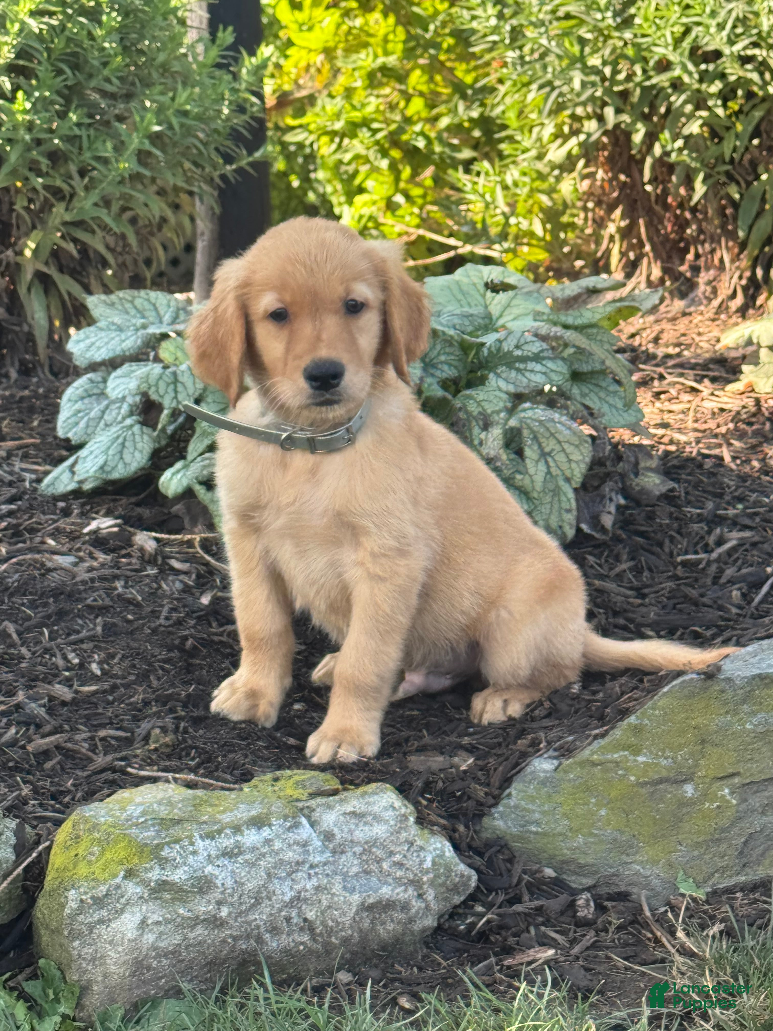 Golden Retriever dogs Keith - Ad 2