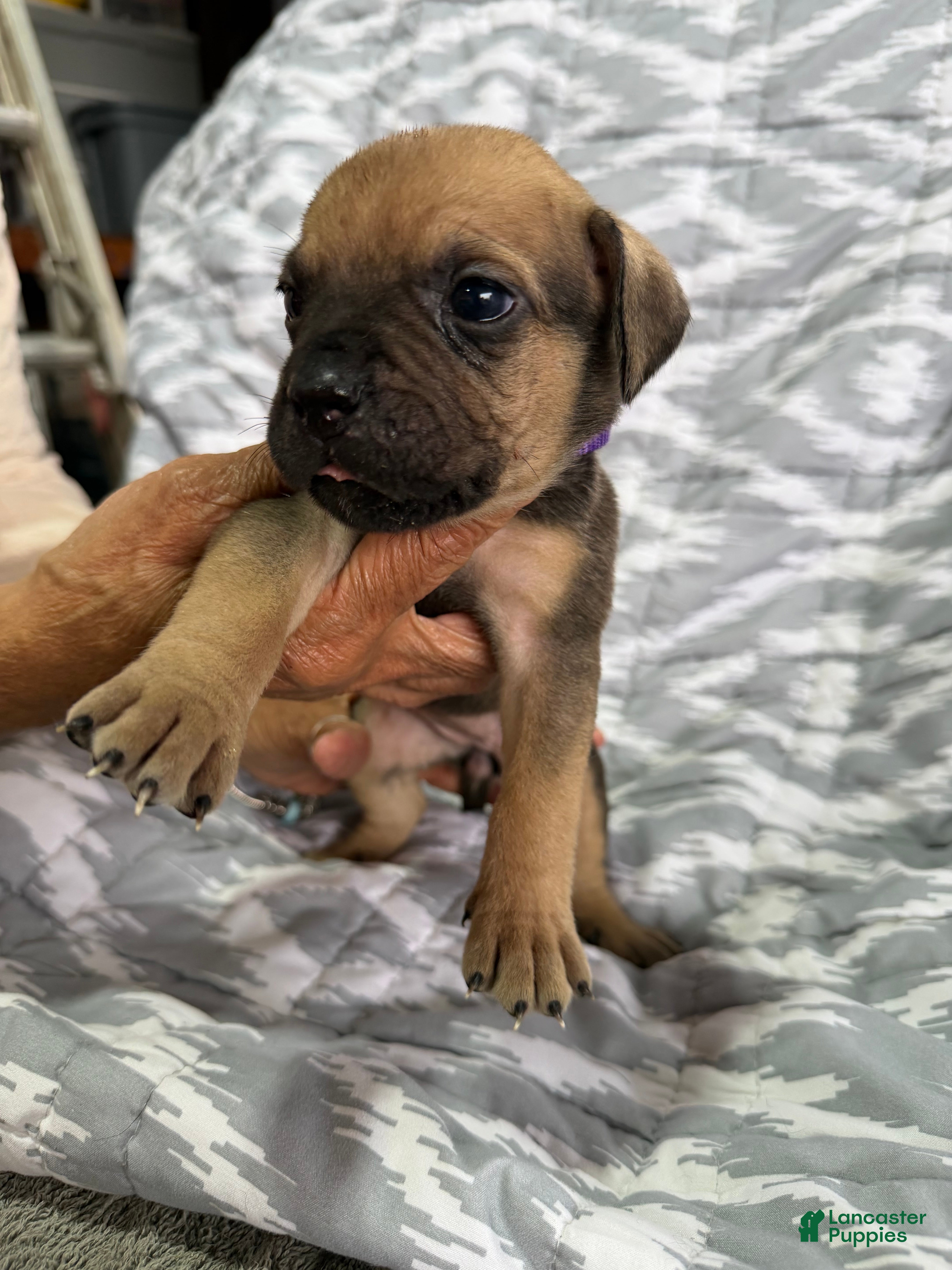 Cane Corso dogs Maggie - Ad 1