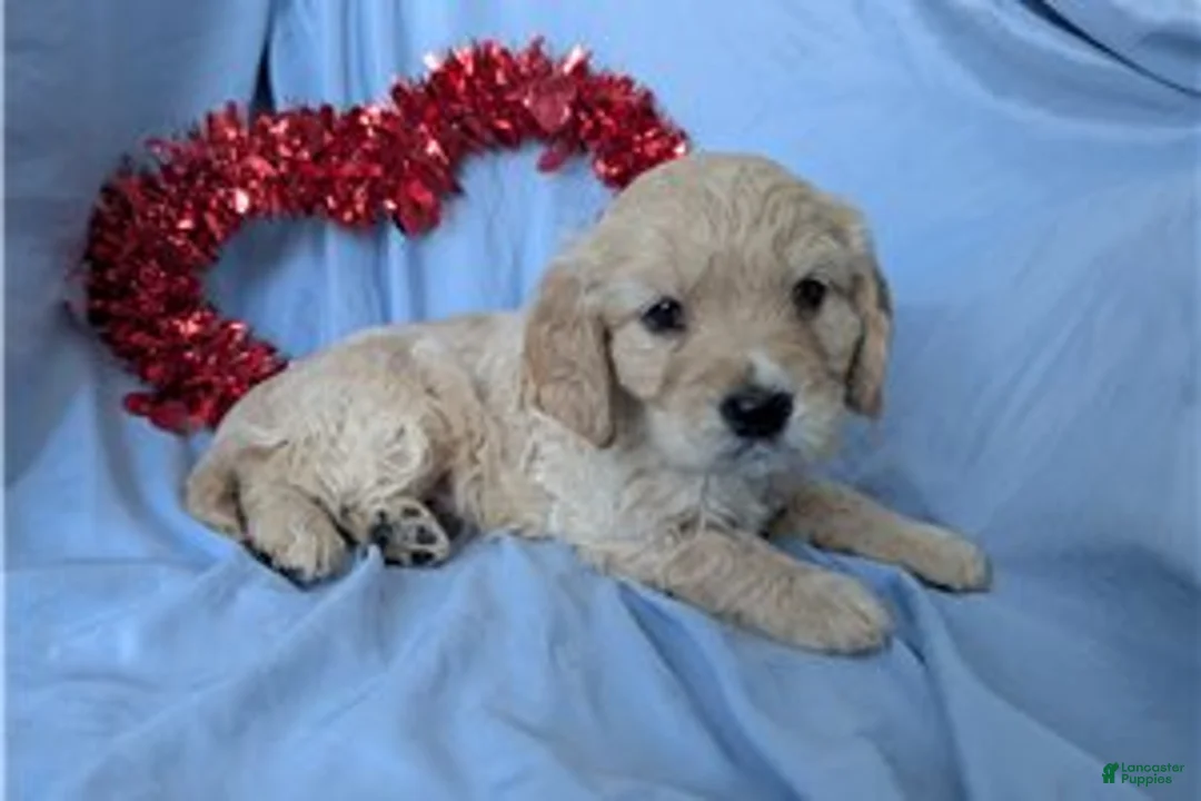 Mixed Breed dogs for sale: Jett - Ad 2