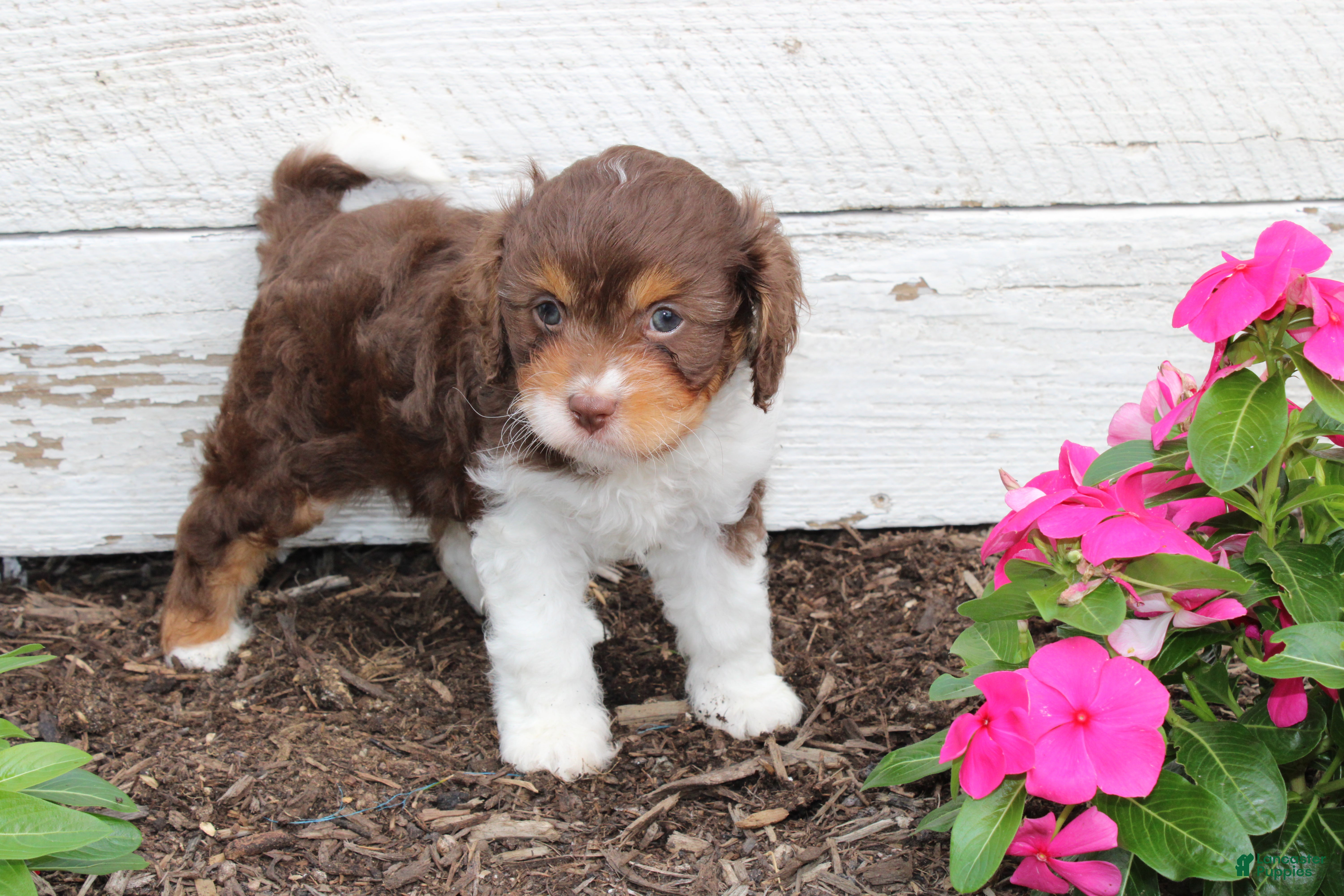 Cavapoo dogs Fern - Ad 1
